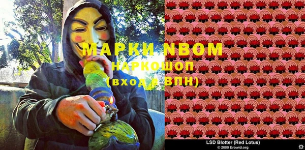 прущие грибы Тында
